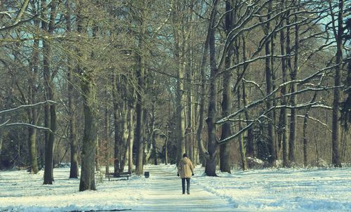 Bare trees in forest during winter