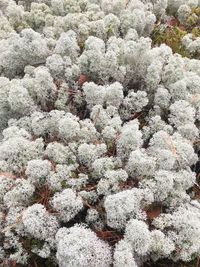Full frame shot of snow on tree