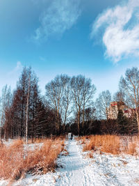 Bare trees on field against sky during winter