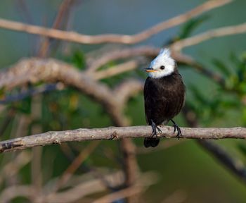 Close-up of bird perching on branch