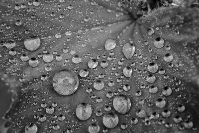 Close-up of water drops on leaf