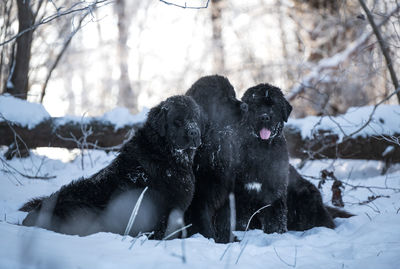 Newfoundland in winter wonderland