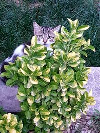 High angle view of cat on leaf