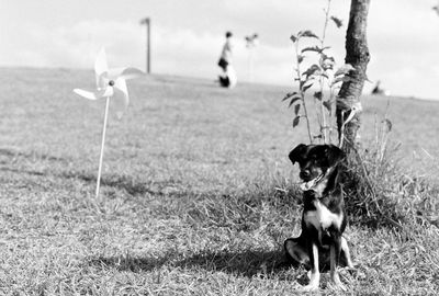 Dog running on grassy field