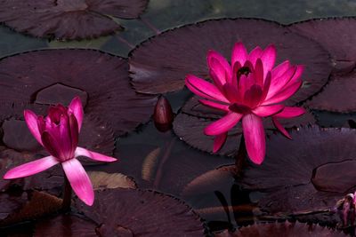 Close-up of pink water lily in lake