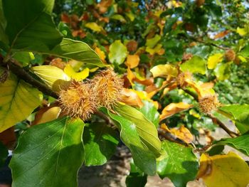 Close-up of yellow flowers on plant