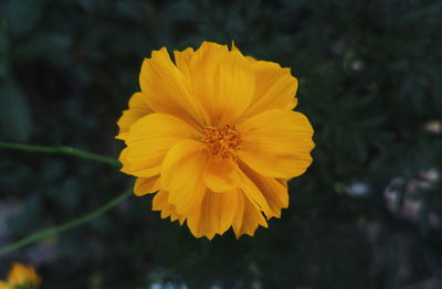 Close-up of yellow flower