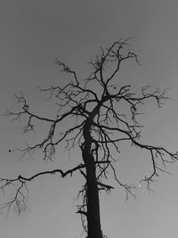 Low angle view of silhouette bare tree against clear sky