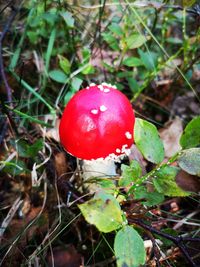 Close-up of red mushroom growing on field