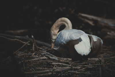 Close-up of birds in nest