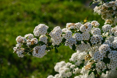 Close-up of white flowering plant