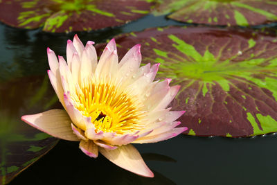 Close-up of lotus water lily in pond