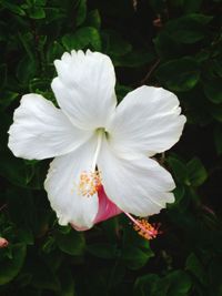 Close-up of white flower
