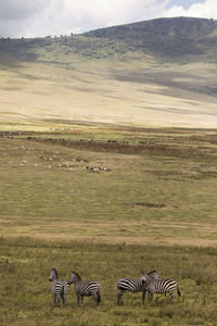 View of horses in a landscape