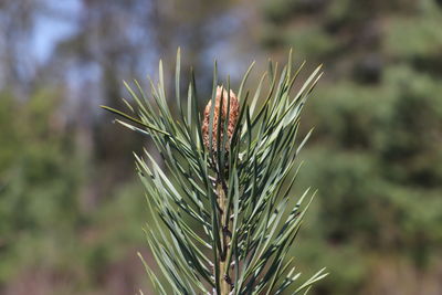 Close-up of plant