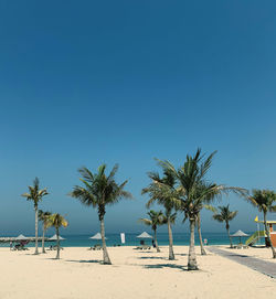 Palm trees on beach against clear blue sky