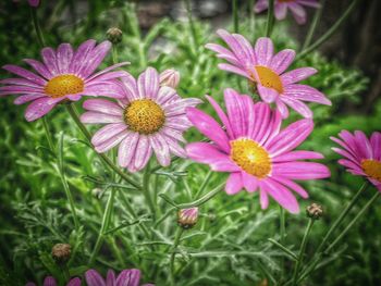Close-up of pink flowers