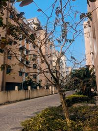 plant