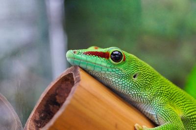 Close-up of lizard