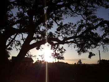 Silhouette trees in forest against sky at sunset