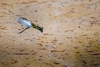 Close-up of bird on sand