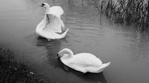 Swans swimming in lake