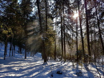 Sunlight streaming through trees in forest during winter