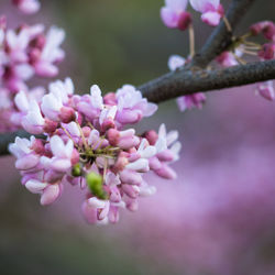 Close-up of pink cherry blossom