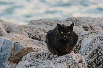 Portrait of black cat sitting on rock