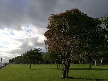 Trees on field against sky