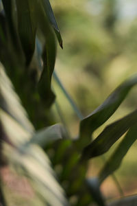 Close-up of plant against blurred background