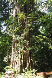 Trees in forest