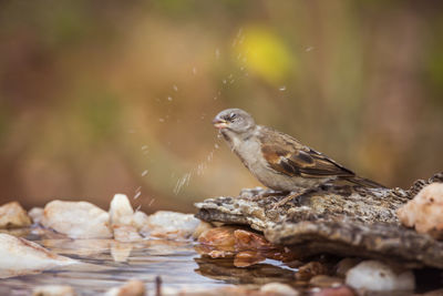 Close-up of bird perching on wood