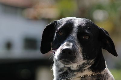 Close-up portrait of a dog