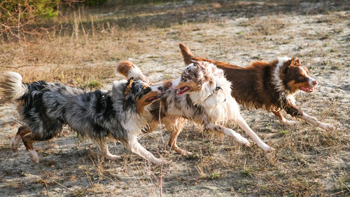 3 australian shepherd siblings chase each other