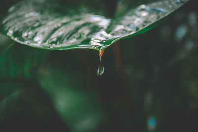 Close-up of water drops on plant leaves