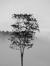 Low angle view of tree against clear sky