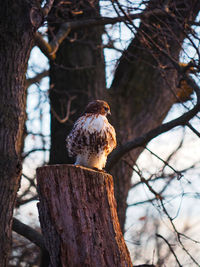 Low angle view of bird perching on tree