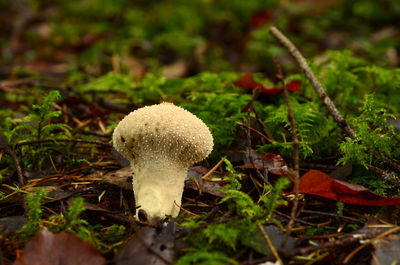 Close-up of mushroom growing on field