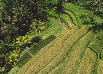 High angle view of corn field