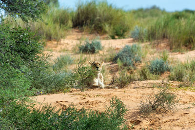 View of a cat on land