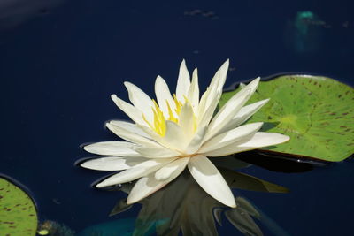 High angle view of white water lily blooming in pond