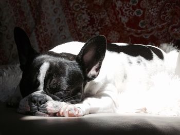 High angle view of dog sleeping on bed at home