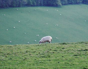 Sheep grazing in a field