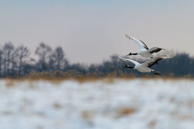 Cranes flying above landscape against clear sky