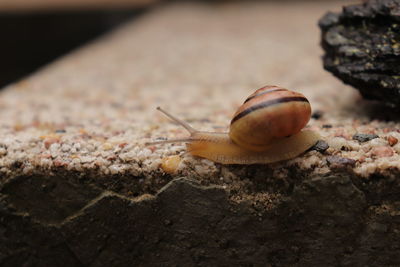 Close-up of snail on rock