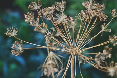 Close-up of plant