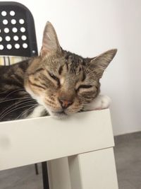 Close-up portrait of a cat with eyes closed