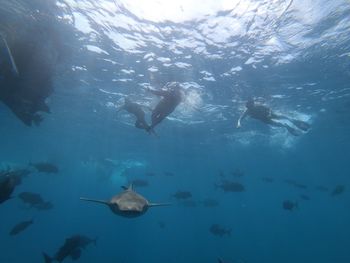 Fish swimming in sea