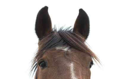 Close-up of horse against white background